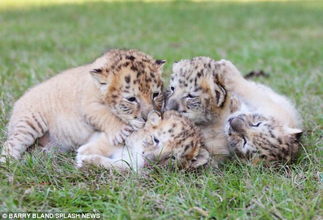 un tigre blanco y un león blanco tuvieron cachorros los únicos 4 tigres leones blancos del mundo ivory Saraswati los cachorros son asombrosos Myrtle Beach Safari in South Carolina