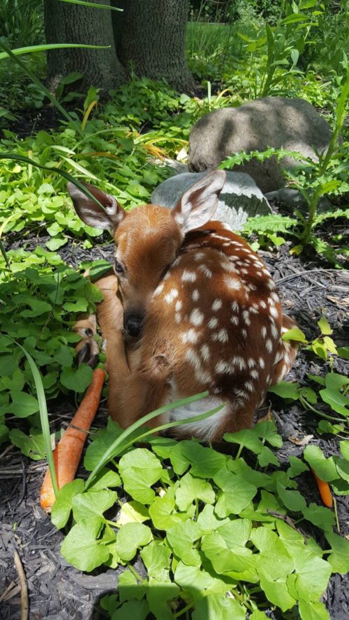 esta mujer dejo la puerta de su cochera abierta y lo que encontró adentro la sorprendió 3 bebes venados silvestres amscoli rehabilitar animales silvestres rehab wildlife care orphan deer fawn