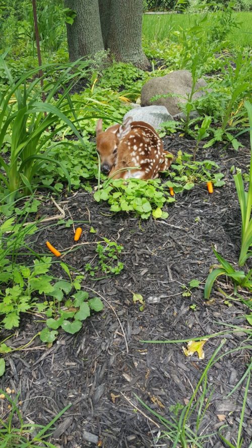 esta mujer dejo la puerta de su cochera abierta y lo que encontró adentro la sorprendió 3 bebes venados silvestres amscoli rehabilitar animales silvestres rehab wildlife care orphan deer fawn