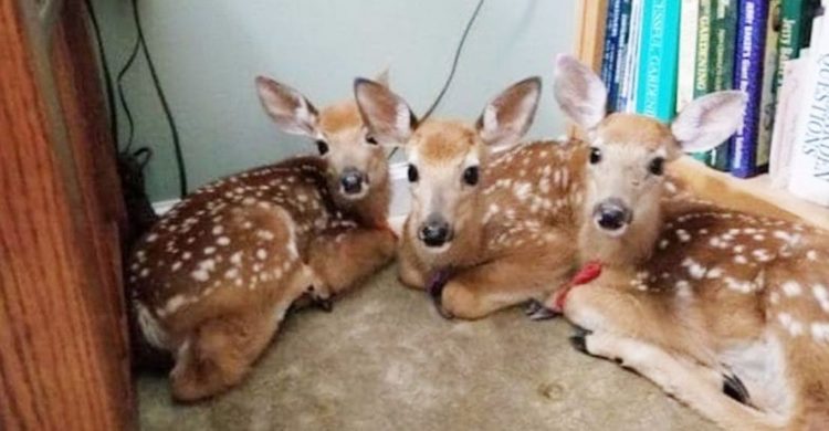 esta mujer dejo la puerta de su cochera abierta y lo que encontró adentro la sorprendió 3 bebes venados silvestres amscoli rehabilitar animales silvestres rehab wildlife care orphan deer fawn