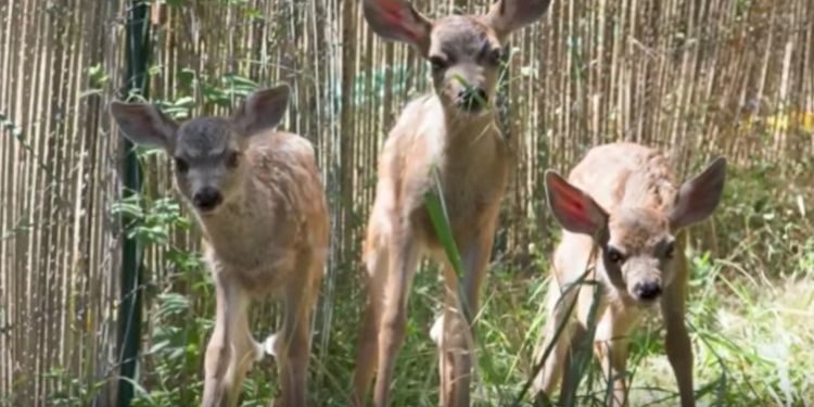 esta mujer dejo la puerta de su cochera abierta y lo que encontró adentro la sorprendió 3 bebes venados silvestres amscoli rehabilitar animales silvestres rehab wildlife care orphan deer fawn