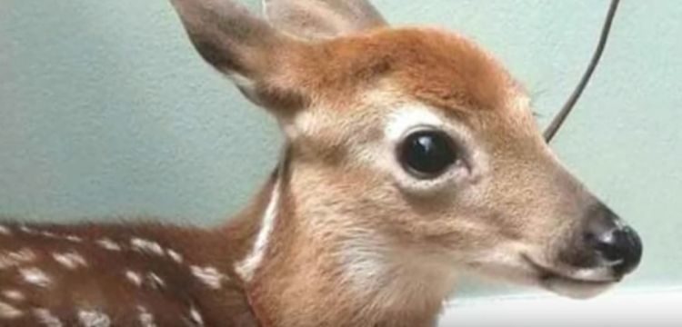 esta mujer dejo la puerta de su cochera abierta y lo que encontró adentro la sorprendió 3 bebes venados silvestres amscoli rehabilitar animales silvestres rehab wildlife care orphan deer fawn