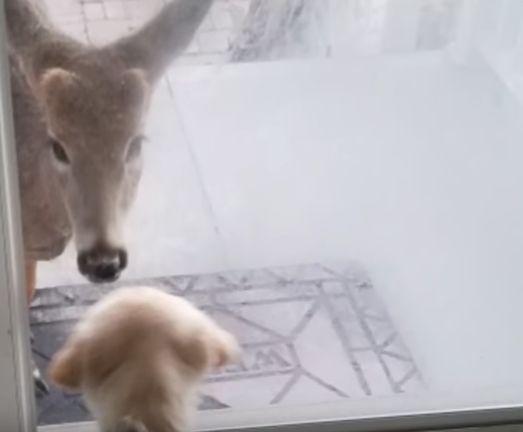 esta mujer dejo la puerta de su cochera abierta y lo que encontró adentro la sorprendió 3 bebes venados silvestres amscoli rehabilitar animales silvestres rehab wildlife care orphan deer fawn