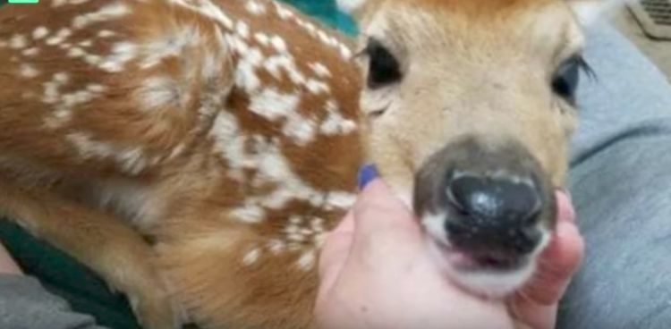 esta mujer dejo la puerta de su cochera abierta y lo que encontró adentro la sorprendió 3 bebes venados silvestres amscoli rehabilitar animales silvestres rehab wildlife care orphan deer fawn