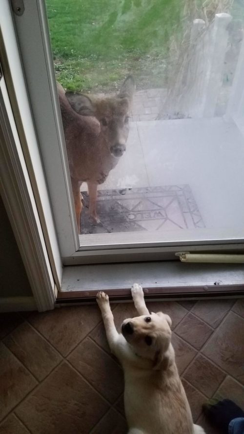 esta mujer dejo la puerta de su cochera abierta y lo que encontró adentro la sorprendió 3 bebes venados silvestres amscoli rehabilitar animales silvestres rehab wildlife care orphan deer fawn