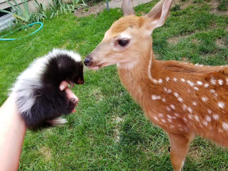 esta mujer dejo la puerta de su cochera abierta y lo que encontró adentro la sorprendió 3 bebes venados silvestres amscoli rehabilitar animales silvestres rehab wildlife care orphan deer fawn