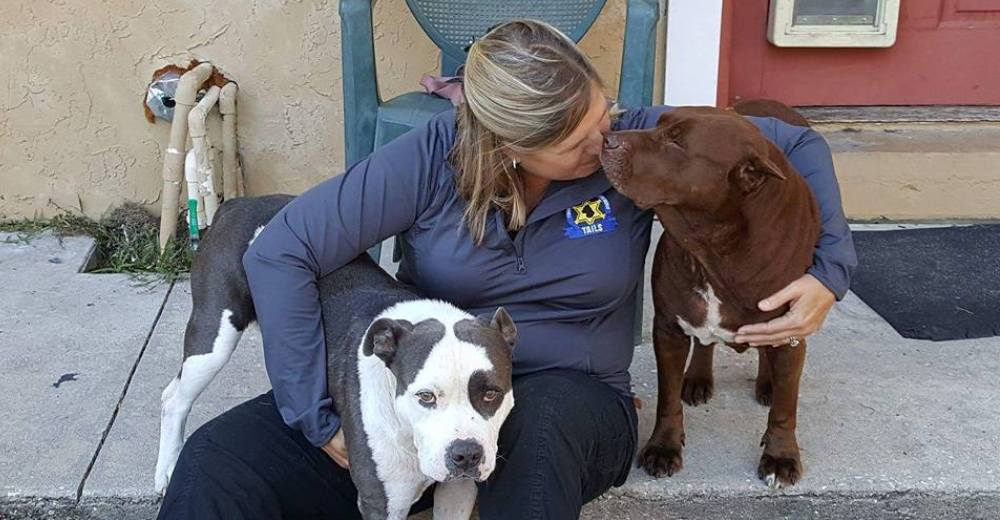 Una familia descubre que los perros que acababan de adoptar tienen los días contados… Una familia descubre que los perros que acababan de adoptar tienen los días contados…