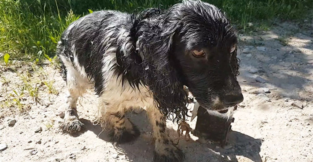 Encuentra un perro mojado con un peso colgando del cuello, se acerca y no puede dejar de llorar Encuentra un perro mojado con un peso colgando del cuello, se acerca y no puede dejar de llorar