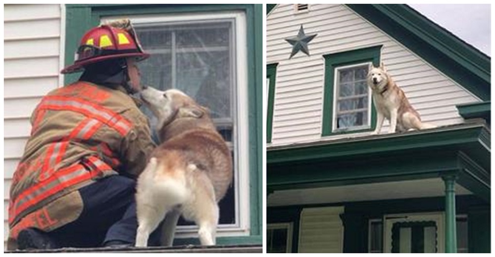 Perrito responde al bombero que subió al tejado a rescatarlo