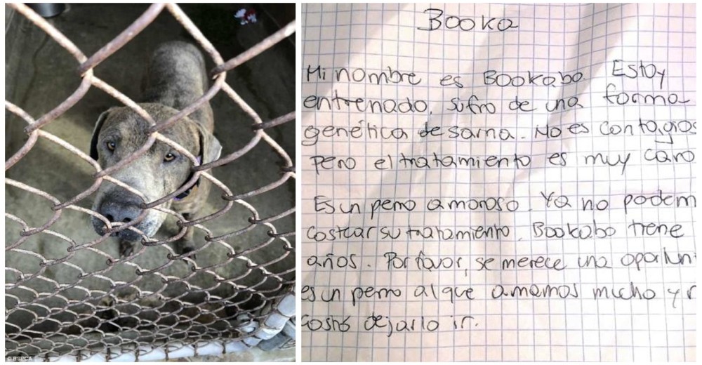 Lo abandonan en un una jaula con una desgarradora nota de sus dueños explicando sus razones