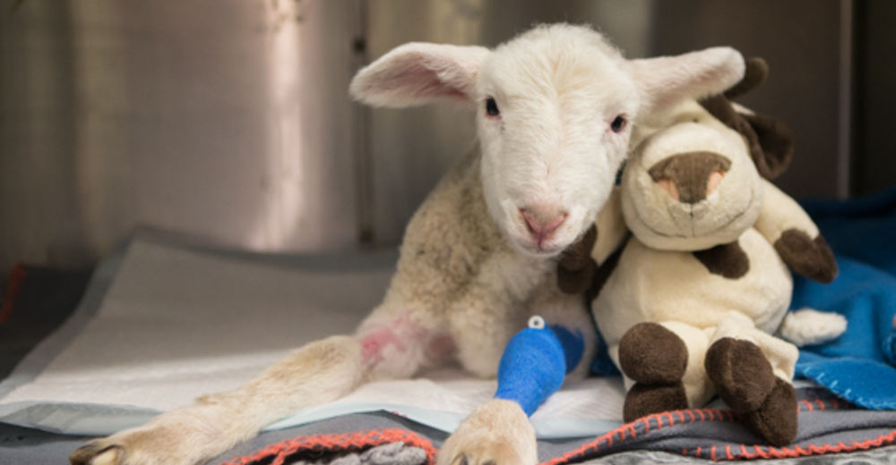 Operan con éxito a un adorable cordero que nació sin ano Operan con éxito a un adorable cordero que nació sin ano