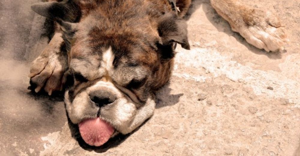 8 consejos que te ayudarán a mantener a tu perro fresco durante los días más calurosos