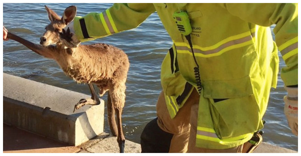 Logran rescatar a un canguro salvaje que se había metido en aprietos a orillas de un malecón Logran rescatar a un canguro salvaje que se había metido en aprietos a orillas de un malecón