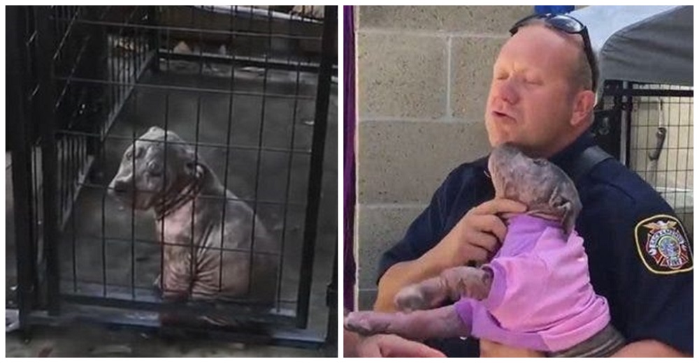 Cachorrita rescatada sigue triste en el refugio hasta que ve entrar al bombero que la salvó Cachorrita rescatada sigue triste en el refugio hasta que ve entrar al bombero que la salvó