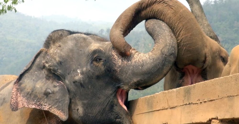 Elefanta ciega rescatada agradece que fue aceptada por una nueva manada