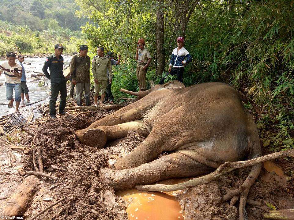 Un elefante muere de hambre porque su “dueño” se negó a alimentarlo