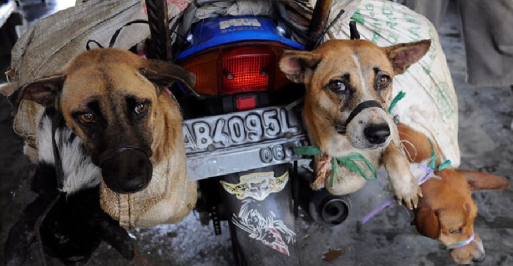Corea del Sur celebra el primer paso en la prohibición de matar perros para vender su carne