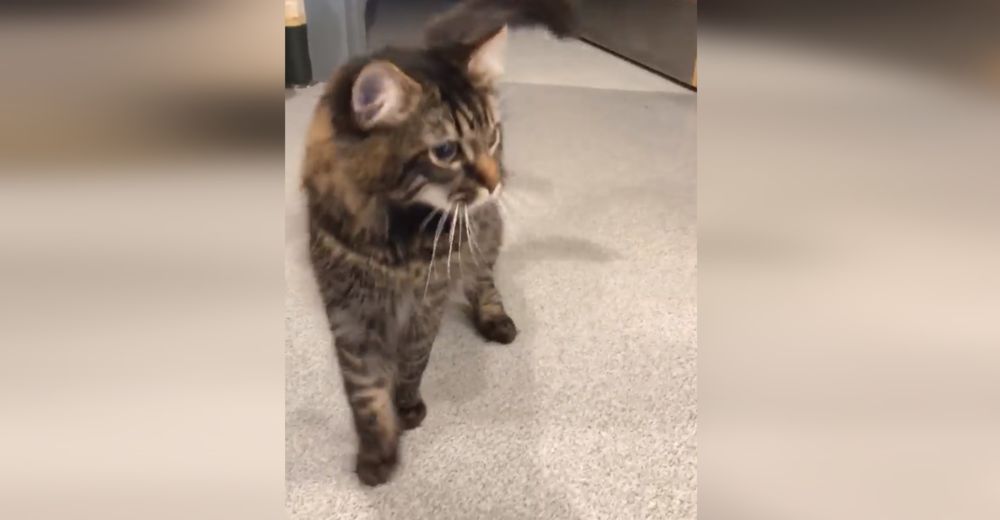 Los adorables «movimientos de baile» del gatito Elvis son debidos a algún trauma Los adorables «movimientos de baile» del gatito Elvis son debidos a algún trauma