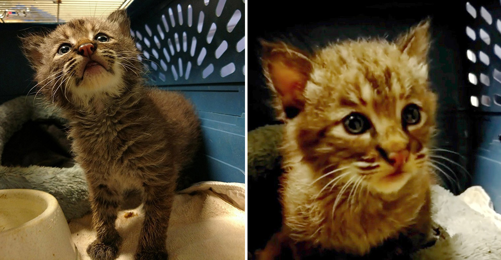 Salva a un «gatito» de la calle, y después se da cuenta de que realmente no es lo que parece… Salva a un «gatito» de la calle, y después se da cuenta de que realmente no es lo que parece…