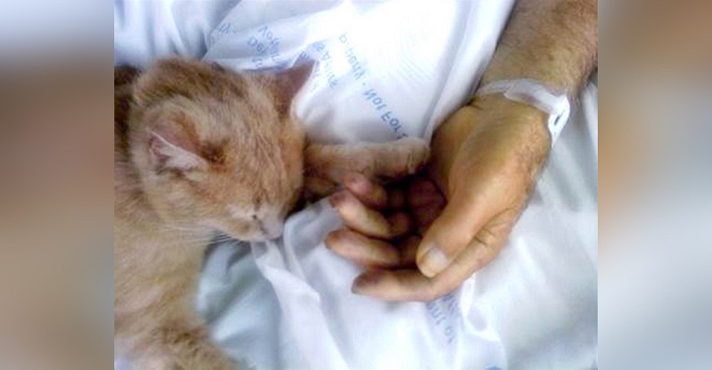El gesto de un gatito fiel mientras un veterano de guerra daba su último suspiro El gesto de un gatito fiel mientras un veterano de guerra daba su último suspiro