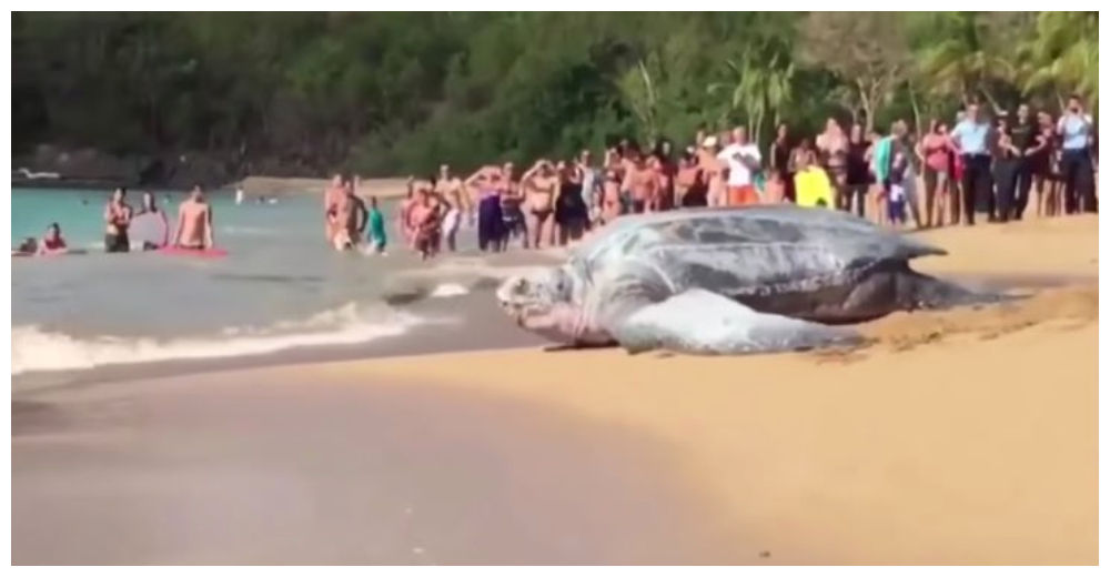 Graban el momento en que una tortuga gigantesca sorprende a turistas en México – INCREÍBLE Graban el momento en que una tortuga gigantesca sorprende a turistas en México – INCREÍBLE