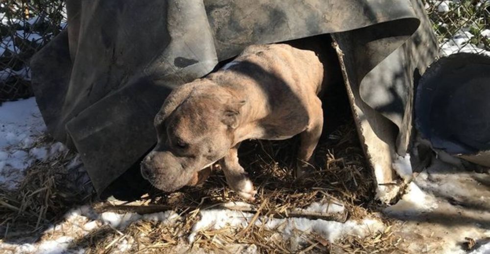 Sufrió los peores maltratos viviendo debajo de una lona, pero jamás perdió la esperanza Sufrió los peores maltratos viviendo debajo de una lona, pero jamás perdió la esperanza
