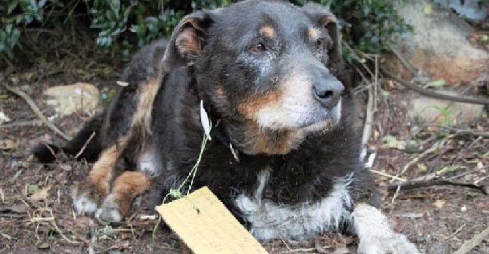 Perro anciano que desapareció de su casa, regresa con un mensaje en su cuello