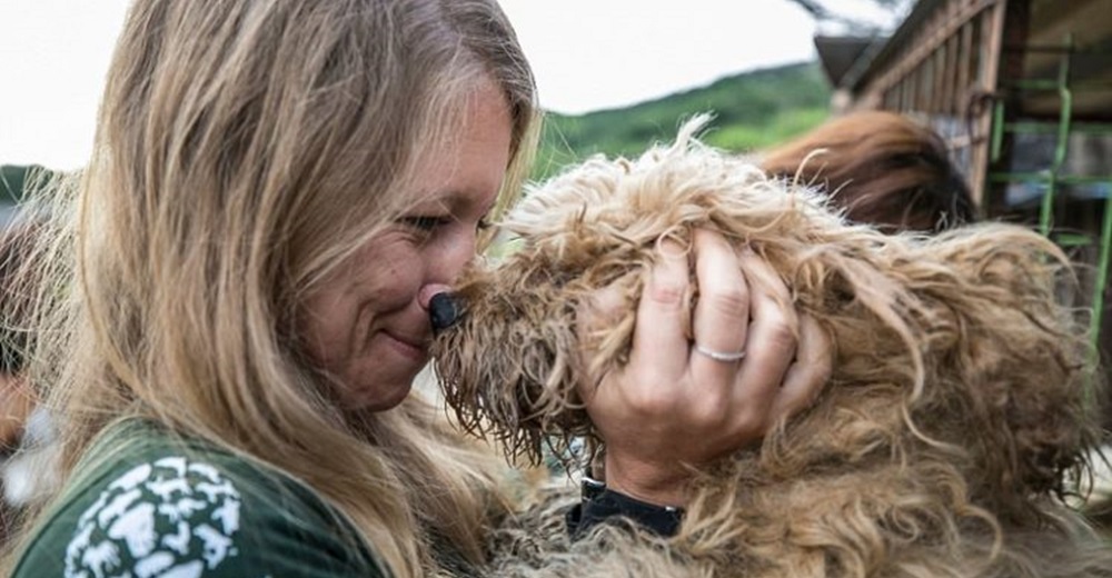 50 perritos salvados de acabar en un plato de sopa en el último minuto, agradecen a sus héroes