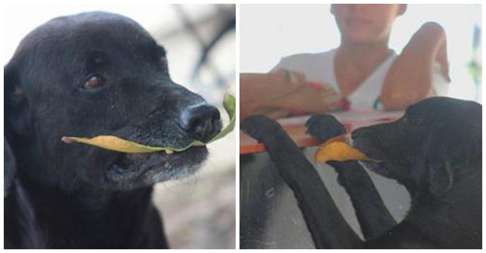 Negro, el dulce perrito mestizo que paga sus galletitas con hojas