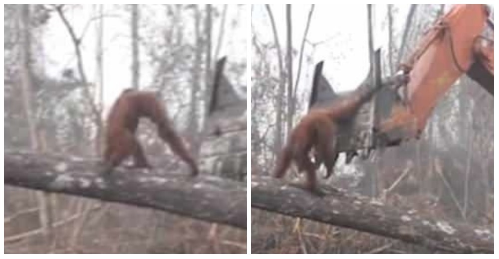El desgarrador momento en que un orangután intenta defender su bosque de la tala indiscriminada