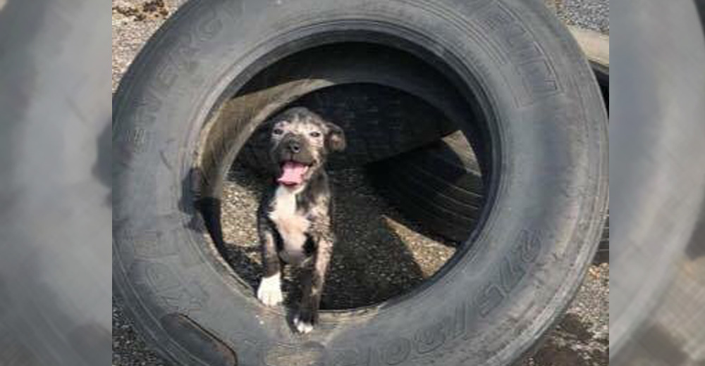 Una cachorrita que vivía en un viejo neumático, no paraba de sonreírle a quienes la salvaron