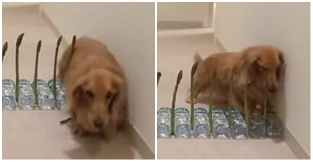 Tratan de engañar a este cachorro con una peligrosa «cerca» en casa…¡Pero él vence sus miedos!