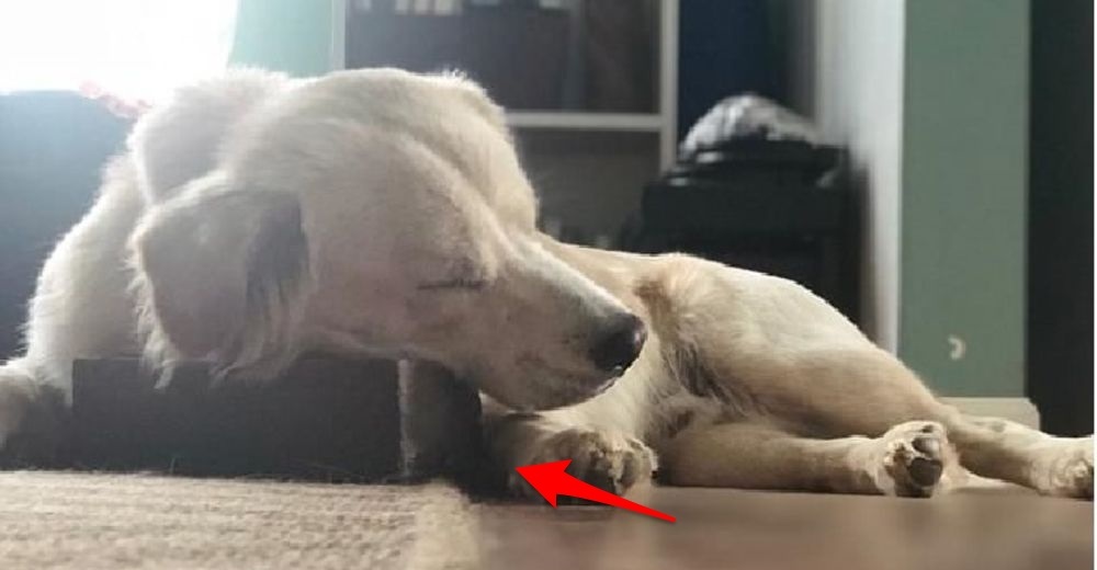 Una mujer comparte la particular amistad de su perro con un ladrillo y se vuelve viral Una mujer comparte la particular amistad de su perro con un ladrillo y se vuelve viral