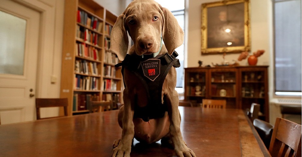 Contratan al primer perro que tendrá una importante misión en un museo… Y apenas es un bebé Contratan al primer perro que tendrá una importante misión en un museo… Y apenas es un bebé
