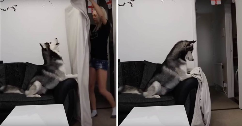 Un tierno Husky se muere de preocupación cuando ve cómo su dueña desaparece frente a sus ojos Un tierno Husky se muere de preocupación cuando ve cómo su dueña desaparece frente a sus ojos
