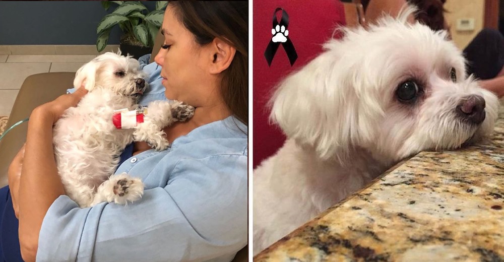 El perrito de Eva Longoria muere en sus brazos días antes de que la actriz diera a luz El perrito de Eva Longoria muere en sus brazos días antes de que la actriz diera a luz