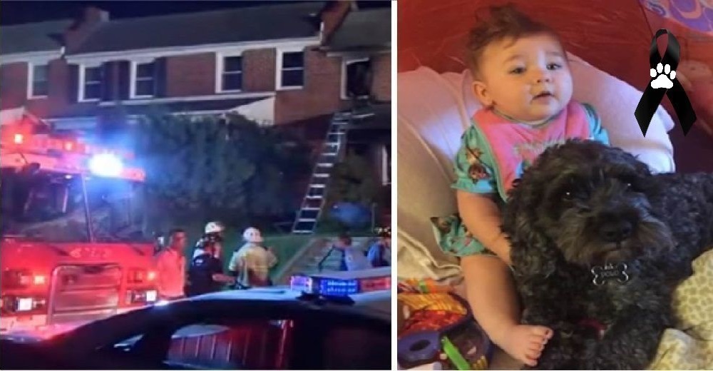Creía que su bebé moriría consumida por las llamas, pero su perro demostró una lealtad heroica Creía que su bebé moriría consumida por las llamas, pero su perro demostró una lealtad heroica