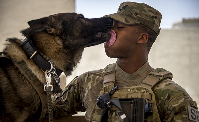 prince revela la historia detras de la desaparicion de este perro heroe seal de los eeuu servicio militar medalla de corazon purpura valentia y servicio olvidado arrastrado de vuelta a vietnam arrancado de su hogar 