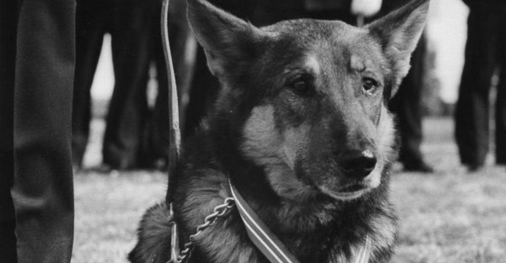 prince revela la historia detras de la desaparicion de este perro heroe seal de los eeuu servicio militar medalla de corazon purpura valentia y servicio olvidado arrastrado de vuelta a vietnam arrancado de su hogar