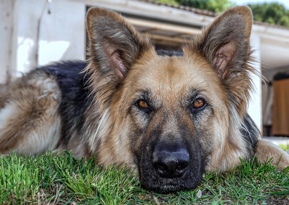 prince revela la historia detras de la desaparicion de este perro heroe seal de los eeuu servicio militar medalla de corazon purpura valentia y servicio olvidado arrastrado de vuelta a vietnam arrancado de su hogar 