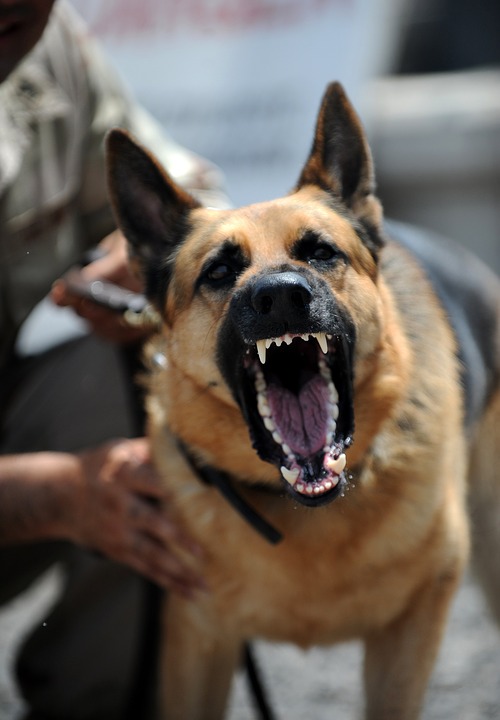 prince revela la historia detras de la desaparicion de este perro heroe seal de los eeuu servicio militar medalla de corazon purpura valentia y servicio olvidado arrastrado de vuelta a vietnam arrancado de su hogar 