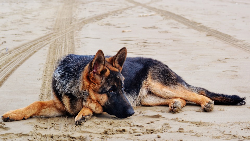 prince revela la historia detras de la desaparicion de este perro heroe seal de los eeuu servicio militar medalla de corazon purpura valentia y servicio olvidado arrastrado de vuelta a vietnam arrancado de su hogar 