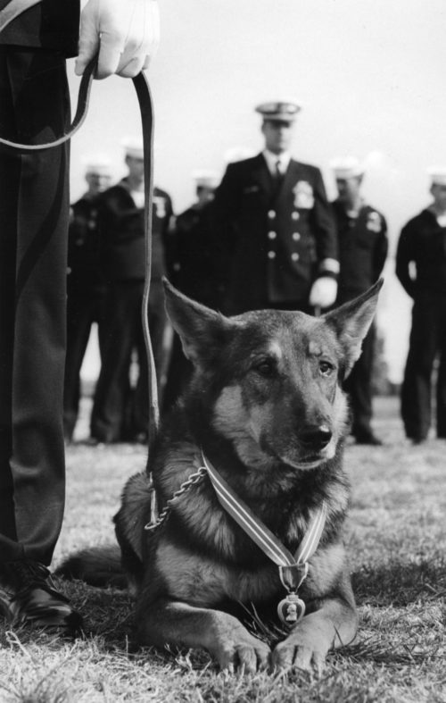 prince revela la historia detras de la desaparicion de este perro heroe seal de los eeuu servicio militar medalla de corazon purpura valentia y servicio olvidado arrastrado de vuelta a vietnam arrancado de su hogar 