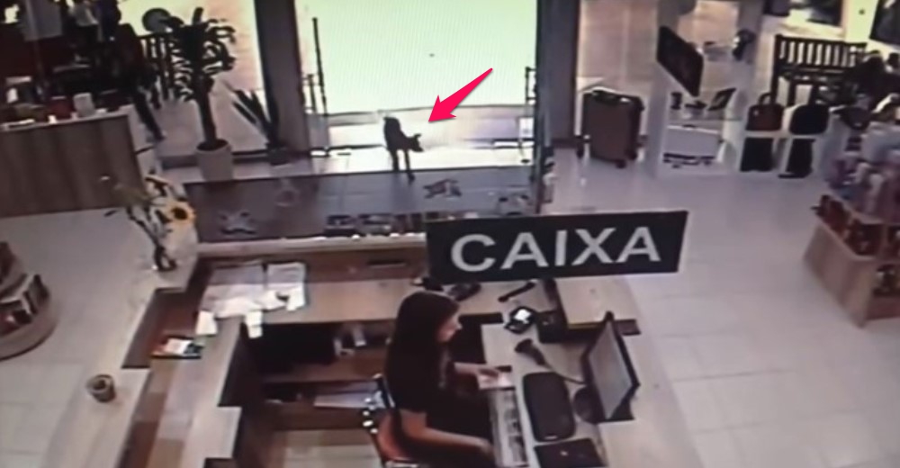 Un misterioso perro vagabundo entra en una biblioteca para robar un libro sobre el «abandono» Un misterioso perro vagabundo entra en una biblioteca para robar un libro sobre el «abandono»