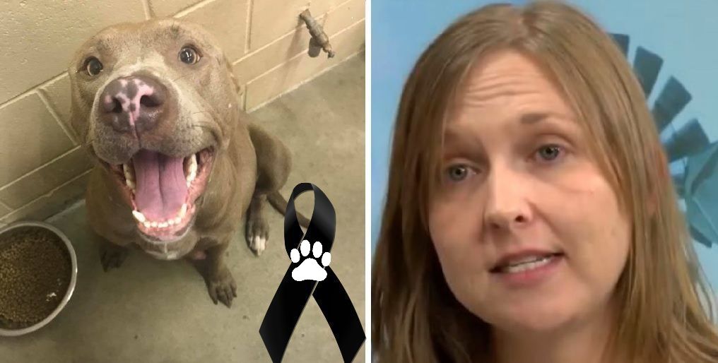 La indignante verdad detrás de la pitbull que fue sacrificada en un refugio mientras daba a luz La indignante verdad detrás de la pitbull que fue sacrificada en un refugio mientras daba a luz