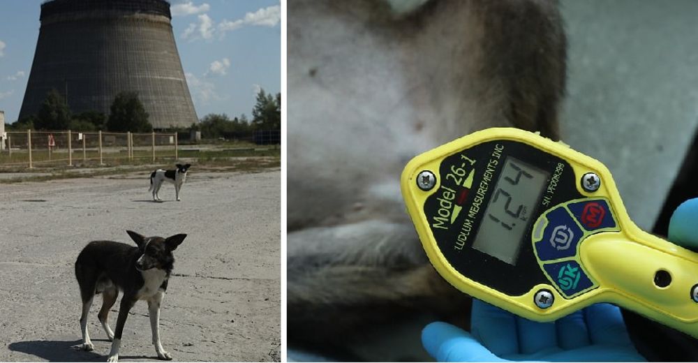 Los perros radioactivos abandonados en Chernóbil reciben por primera vez cuidados veterinarios