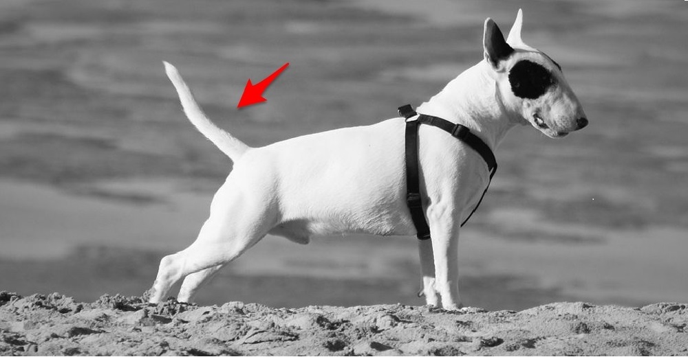 7 mensajes que tu perro está intentando decirte con los movimientos de su cola