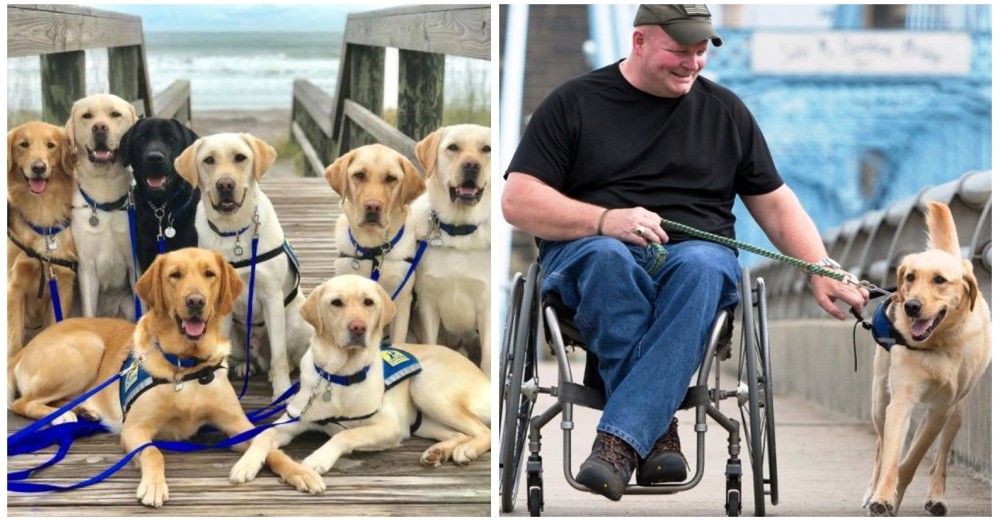 Estos perros guía jamás imaginaron tener el viaje de sus sueños como premio a su gran trabajo Estos perros guía jamás imaginaron tener el viaje de sus sueños como premio a su gran trabajo