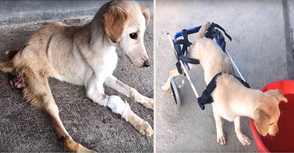 12 perritos con parálisis reciben una segunda oportunidad para volver a correr
