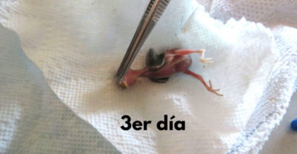 Encuentra a este pequeñín de horas de nacido… ¡36 días después el resultado era increíble! Encuentra a este pequeñín de horas de nacido… ¡36 días después el resultado era increíble!